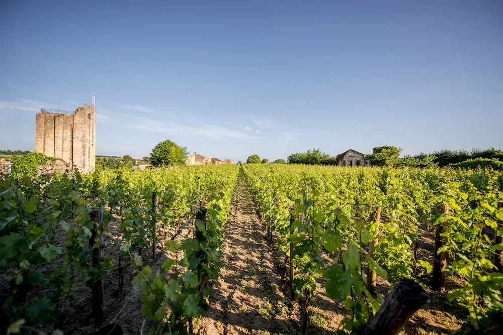 Rangs de vigne et tour médiévale dans le vignoble de Saint-Émilion, en Gironde